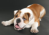 DOG 05 MQ0094 01
English Bulldog Laying In Studio