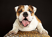 DOG 05 MQ0096 01
English Bulldog Laying On Leopard Print Cushion In Studio