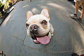 DOG 05 MQ0097 01
Wide Angle Shot Of French Bulldog Sitting On Sidewalk