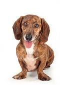 DOG 05 MR0018 01
Dachshund Sitting On White Seamless