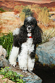 DOG 05 NR0008 01
Poodle Standing On Rock By Shrubs