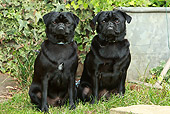 DOG 05 NR0013 01
Two Black Pugs Sitting On Lawn