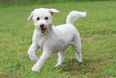 DOG 05 NR0014 01
Bichon Frise Playing On Grass