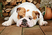 DOG 05 NR0016 01
English Bulldog Laying On Wood Floor