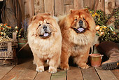 DOG 05 NR0017 01
Two Chow Chows Standing On Wood Floor By Dried Flowers