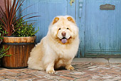 DOG 05 NR0018 01
Chow Chow Sitting On Brick By Plants