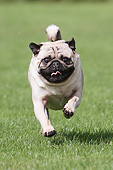 DOG 05 NR0022 01
Portrait Of Pug Running On Grass