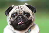 DOG 05 NR0023 01
Head Shot Of Pug On Grass