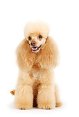 DOG 05 PE0005 01
Apricot Miniature Poodle Sitting On White Seamless