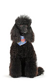 DOG 05 PE0006 01
Black Miniature Poodle Wearing Bandana Sitting On White Seamless