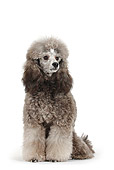 DOG 05 PE0007 01
Silver Miniature Poodle Wearing Clip Sitting On White Seamless