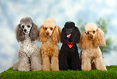 DOG 05 PE0009 01
Miniature Poodles Sitting In Grass