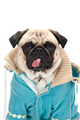 DOG 05 PE0014 01
Close-Up Of Pug Wearing Blue Sweater On White Seamless