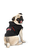 DOG 05 PE0015 01
Pug Wearing Black Sweater Sitting On White Seamless