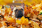 DOG 05 PE0017 01
French Bulldog Buried In Autumn Leaves