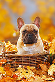DOG 05 PE0018 01
French Bulldog Sitting In Basket In Autumn Leaves