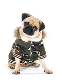 DOG 05 PE0020 01
Pug Wearing Camouflage Jacket Sitting On White Seamless