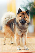 DOG 05 PE0023 01
Eurasier Standing On Mat