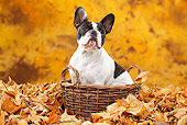 DOG 05 PE0026 01
French Bulldog Sitting In Basket In Autumn Leaves