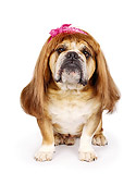 DOG 05 RK0006 01
Bulldog 