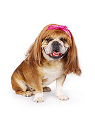 DOG 05 RK0006 02
Bulldog 