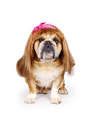 DOG 05 RK0006 08
Bulldog 