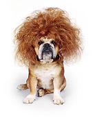 DOG 05 RK0009 22
Bulldog 