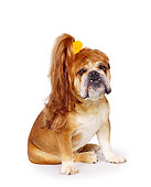 DOG 05 RK0011 05
Bulldog 