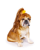 DOG 05 RK0011 06
Bulldog 