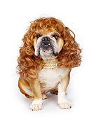 DOG 05 RK0013 04
Bulldog 