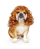 DOG 05 RK0013 05
Bulldog 