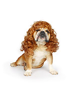 DOG 05 RK0013 09
Bulldog 
