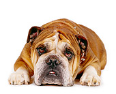 DOG 05 RK0017 05
Close Up Of Bulldog With Spike Collar Standing Facing Camera White Seamless