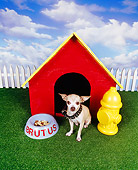 DOG 05 RK0039 08
Chihuahua Wearing Dog Collar Sitting In Front Of Dog House With Bowl