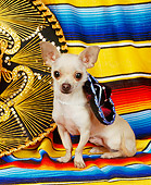 DOG 05 RK0074 04
Chihuahua Sitting On Mexican Blanket Wearing Sumbrero Around Neck