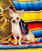 DOG 05 RK0074 06
Chihuahua Sitting On Mexican Blanket Wearing Sumbrero Around Neck
