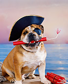 DOG 05 RK0089 06
Humorous Shot Of English Bulldog Wearing Pirate Hat With Dynamite In Mouth