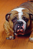 DOG 05 RK0160 29
Head Shot Of Bulldog Laying On Floor Looking Up At Camera