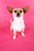 DOG 05 RK0175 16
Wide Angle Of Chihuahua On Pink Seamless