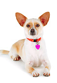 DOG 05 RK0177 05
Chihuahua Laying On White Seamless Studio