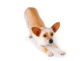 DOG 05 RK0180 03
Chihuahua Stretching On White Seamless Studio