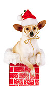 DOG 05 RK0182 07
Chihuahua In Chimney Wearing Santa Hat