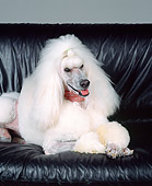 DOG 05 RK0209 07
Continental Standard Poodle Laying On Black Leather Couch