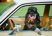 DOG 05 RK0254 01
Shoulder Shot Of Black Poodle Standing In Car