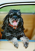 DOG 05 RK0254 04
Shoulder Shot Of Black Poodle Standing In Car