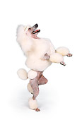 DOG 05 RK0273 01
Continental Poodle Standing On Hind Legs On White Seamless