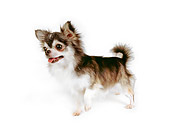 DOG 05 RK0277 01
Long-haired Chihuahua Standing On White Seamless Studio