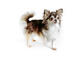 DOG 05 RK0278 03
Long-haired Chihuahua Standing On White Seamless Studio