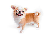 DOG 05 RK0280 12
Long-haired Gold And White Chihuahua Standing On White Seamless Studio