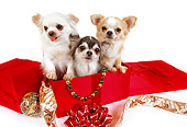 DOG 05 RK0284 01
Three Long-haired Chihuahuas Sitting In Christmas Box On White Seamless